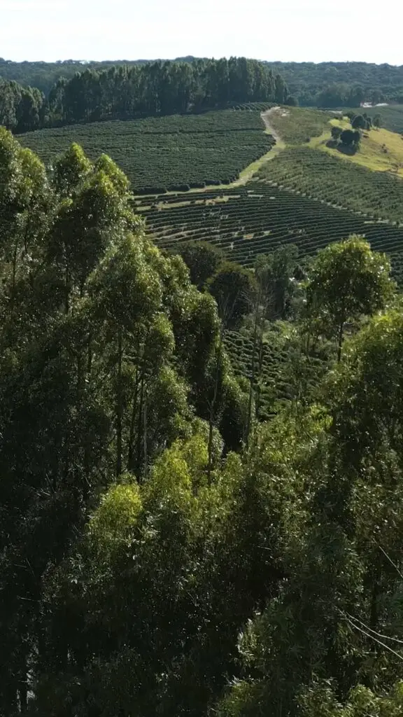 Prise de vue drone dans les vignes pour Fermentis